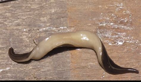  Bilharzia! A Blood-Sucking Flatworm That Makes You Wish You Stayed Out of the Water