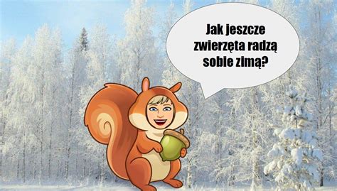  Marten – Zwierzę o Gęstym Futerku i Niesamowitych Zdolnościach Wspinaczkowych!