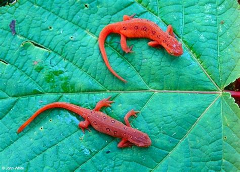  Newt: A Miniature Dragon Hiding In Plain Sight Among Forest Debris!