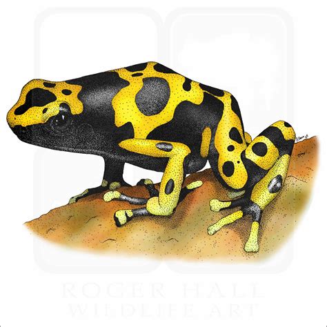  Yellow-Banded Poison Dart Frog: A Miniature Jewel That Packs a Colorful Punch!