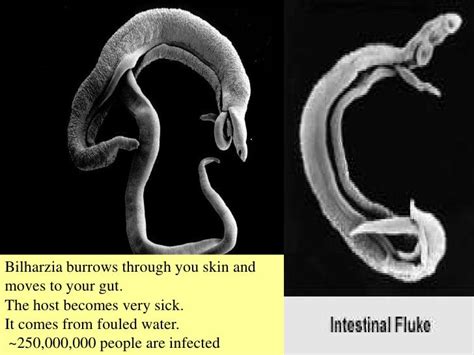  Bilharzia! A Blood-Sucking Flatworm That Makes You Wish You Stayed Out of the Water