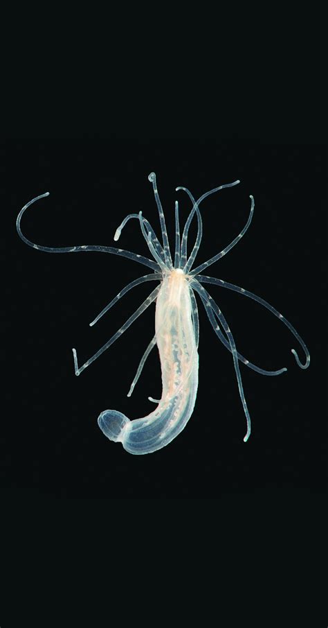 Diplura! A Tiny Creature With Stinging Tentacles That Will Leave You Amazed