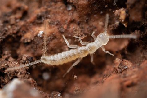 Diplura! A Tiny Creature With Stinging Tentacles That Will Leave You Amazed