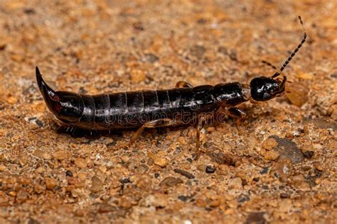  Earwig - Mały, Niepozorny Odkrywca Tajemnic Świata Pod nami!