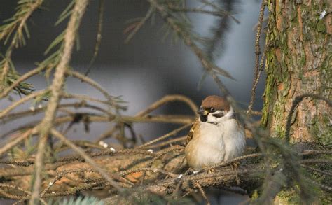  Uroczy Ular Bat! Niewielka Ptaszyna o Żywych Barwach i Ekscytującym Swoim Systemem Łowienia