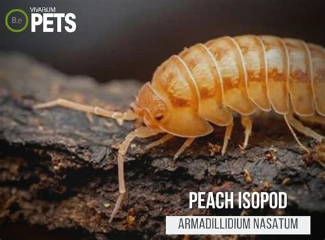  Isopod: Mały, Niepozorny I Stworzenie Ozdabiane Od Zewnętrznej Strony Przez Inne Zwierzęta!