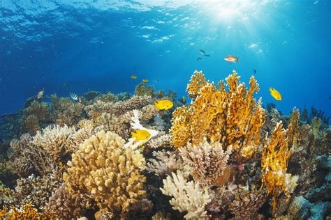  Queensland Featherstar:  A Mysterious Dweller of Coral Reefs Whose Appearance Will Blow Your Mind!