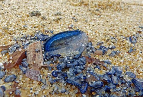  Velella velella: Głupi, ale piękny pływak na powierzchni oceanu!