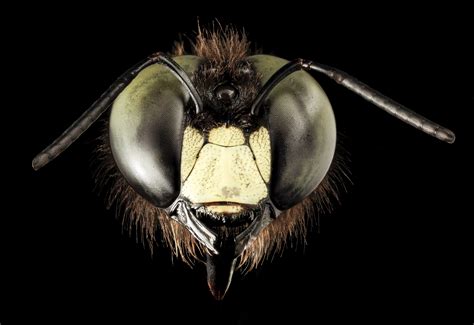  Xylocopa – Owady z niezwykłym zamiłowaniem do drewna i niesamowitą siłą!