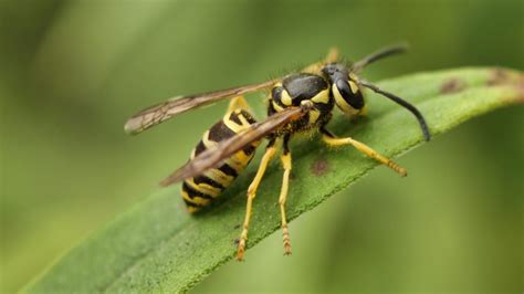  Yellowjacket! A Stinging Delight With a Complex Social Structure